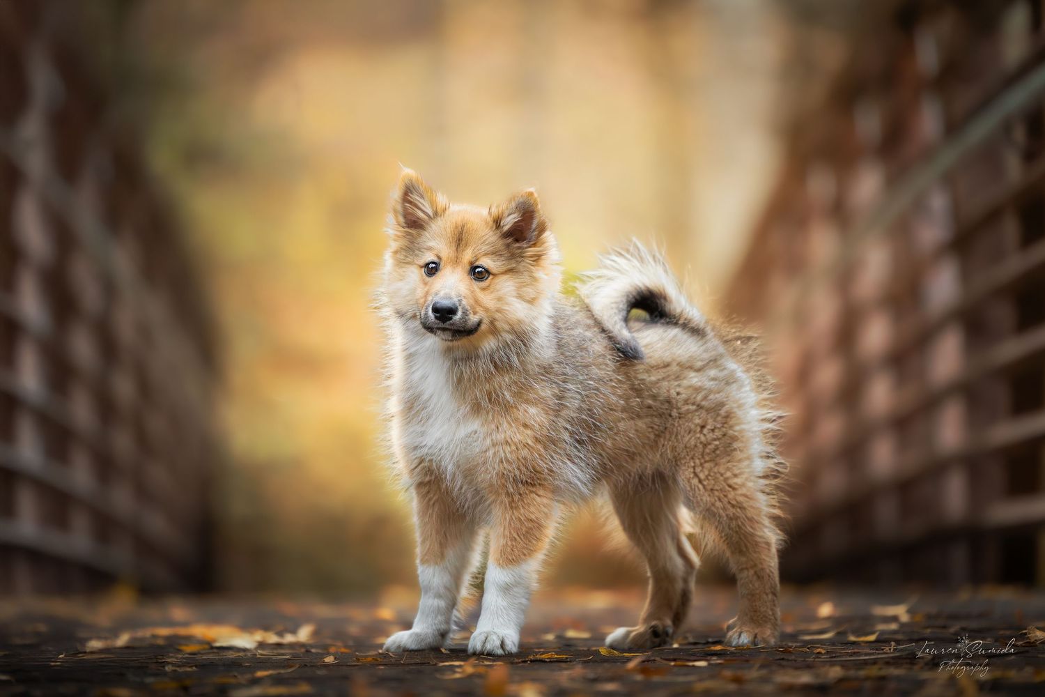 Adorable fox kits play and explore in autumn leaves with golden bokeh background.