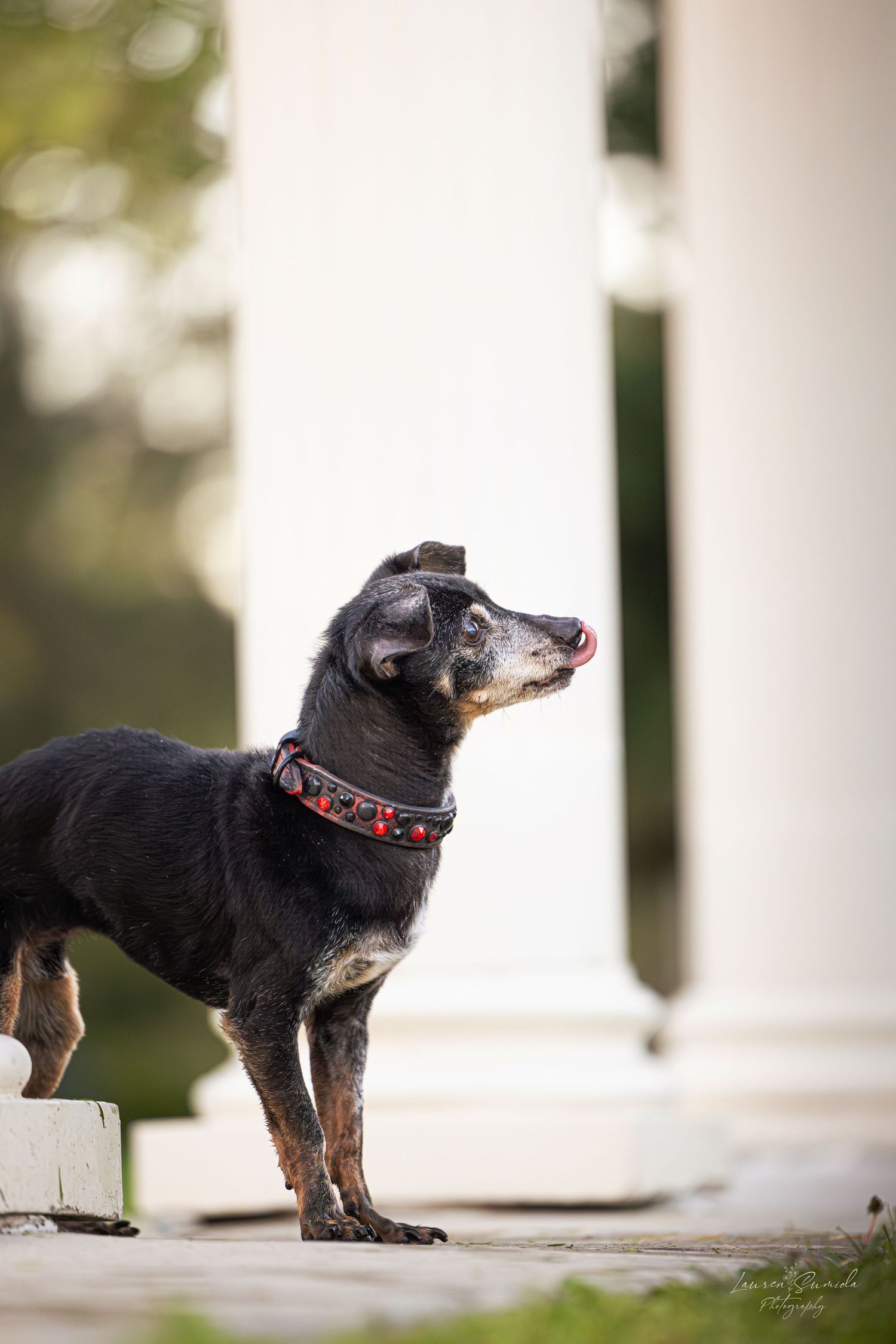 Black dachshund with red collar stands alertly on white surface with blurred background.