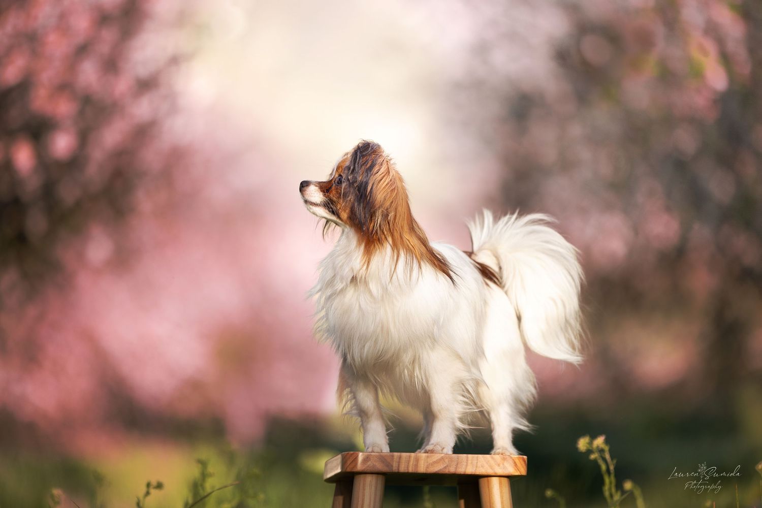 Dogs play and pose among blooming pink cherry blossom trees in a spring garden.