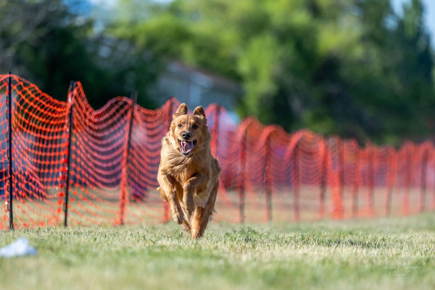 Golden retriever running through outdoor agility course with orange safety fencing.