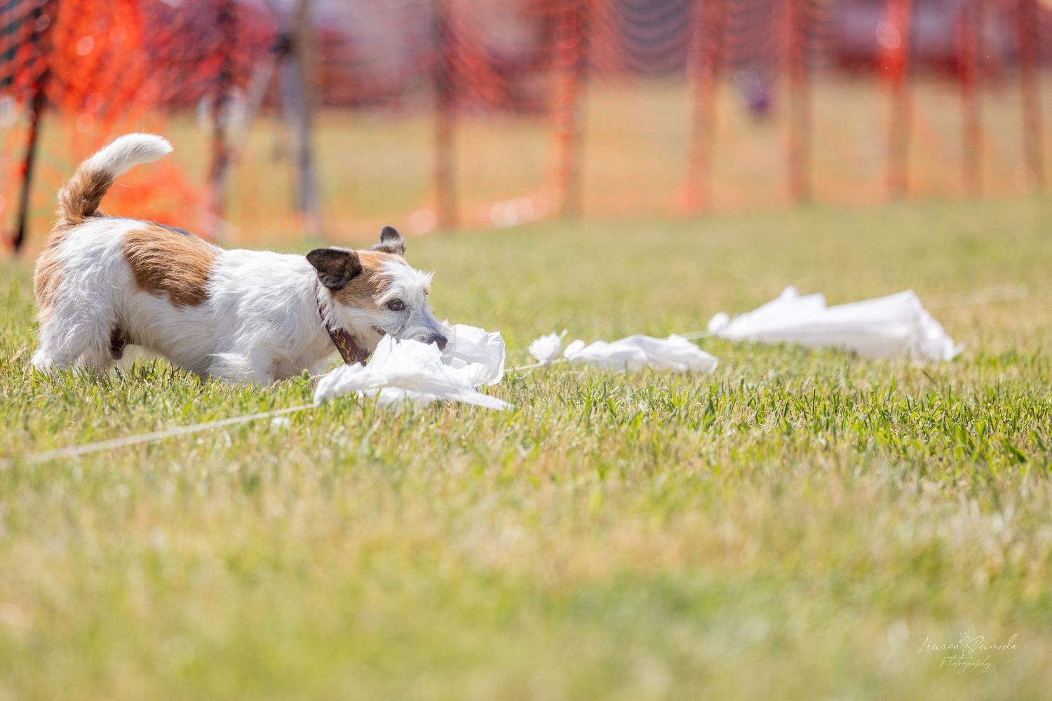 Multiple dogs lay in the grass near orange safety barriers on a sunny day.