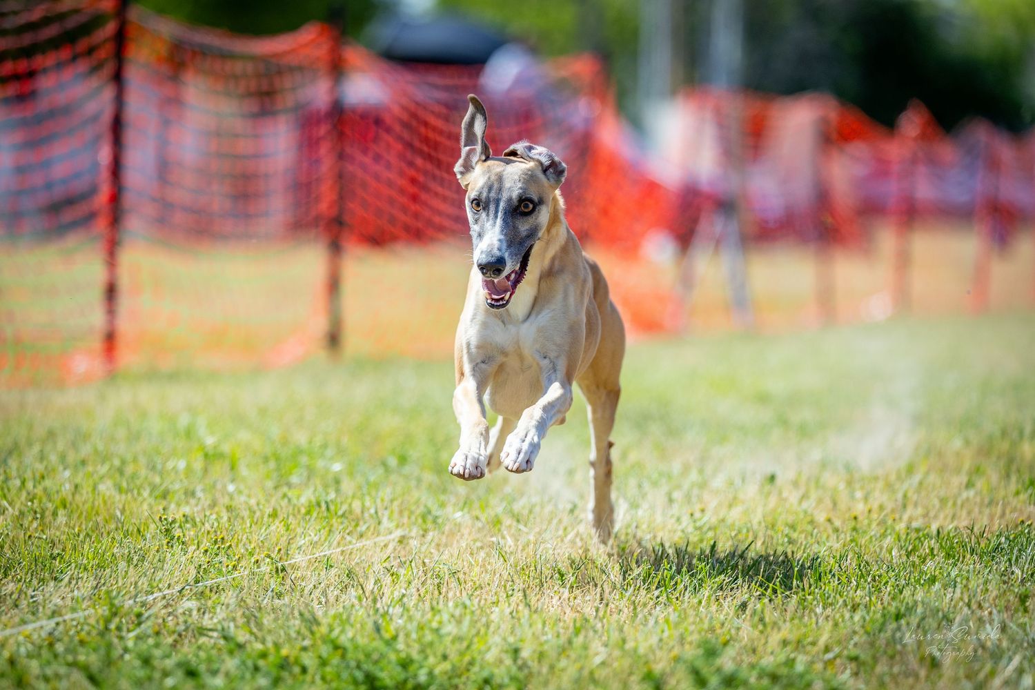 White and brown dog sprinting across grass near orange safety barriers.