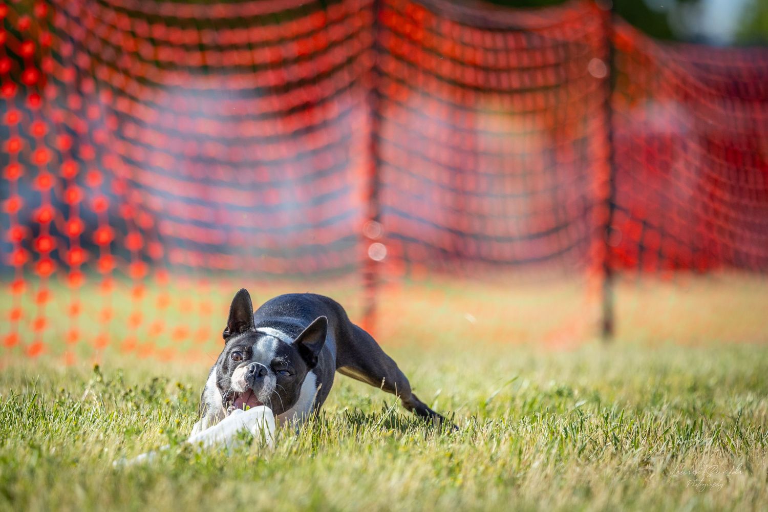 Dog agility course action shot with orange safety netting visible behind the running canine.