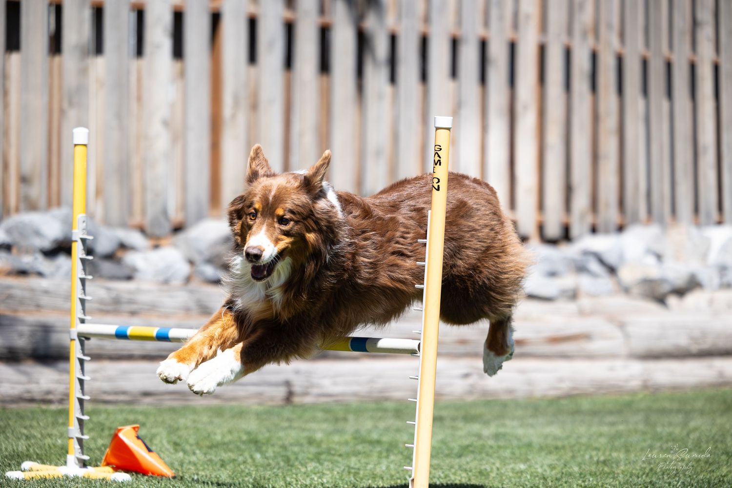 Dog leaping between agility course poles with focused determination.