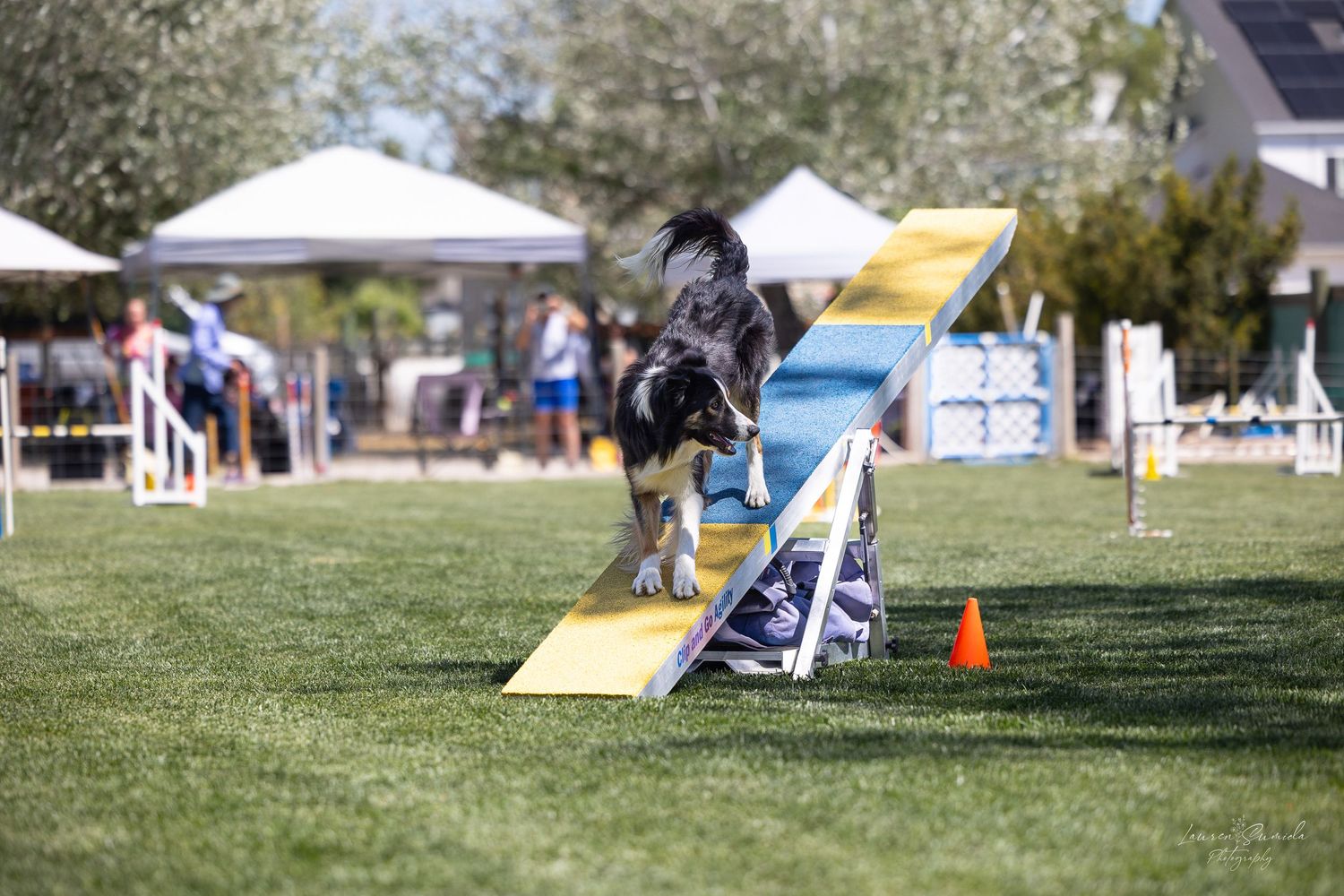 Dog running across blue and yellow seesaw obstacle during agility competition.
