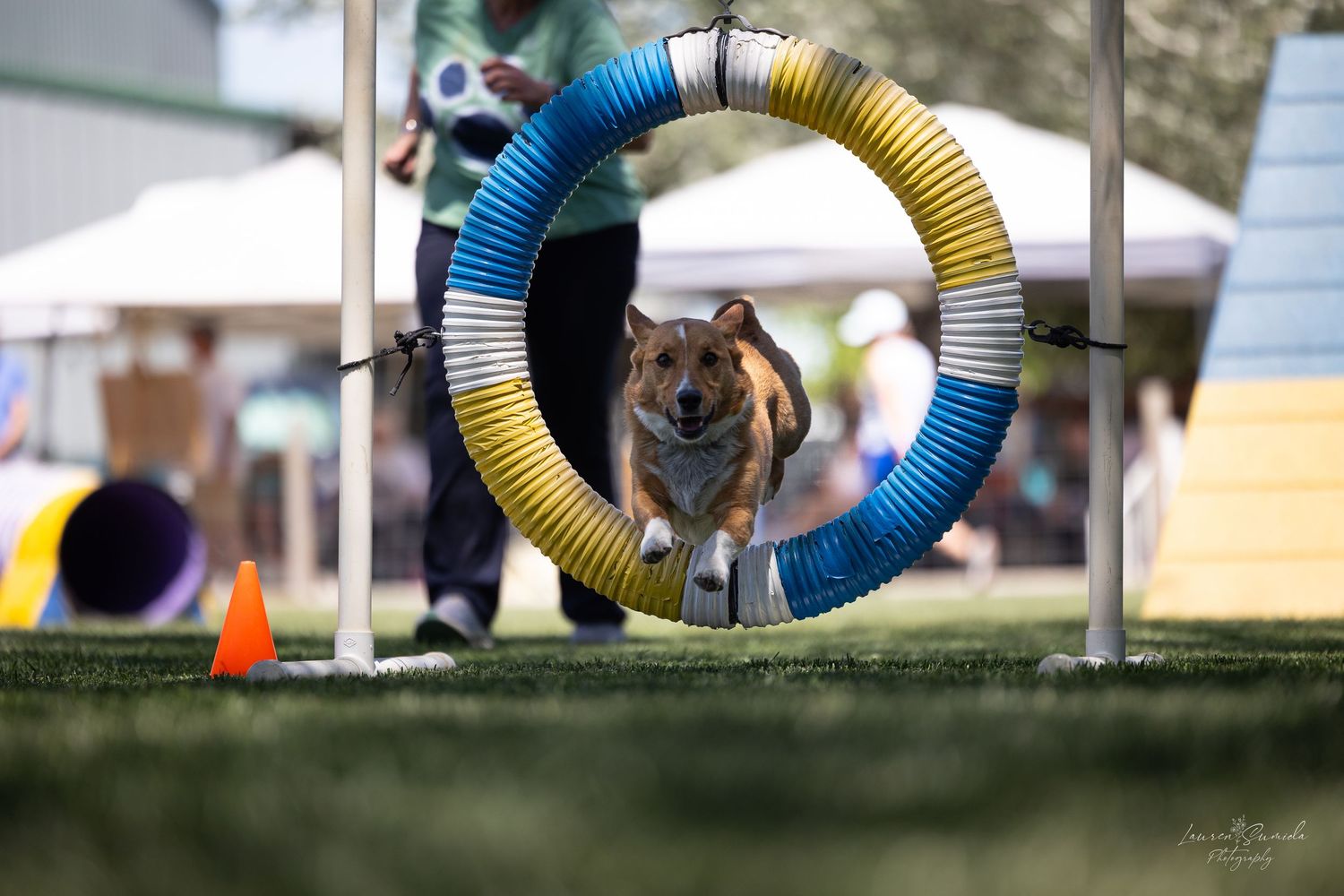Dog agility tunnel with alternating blue and yellow sections positioned on grass.