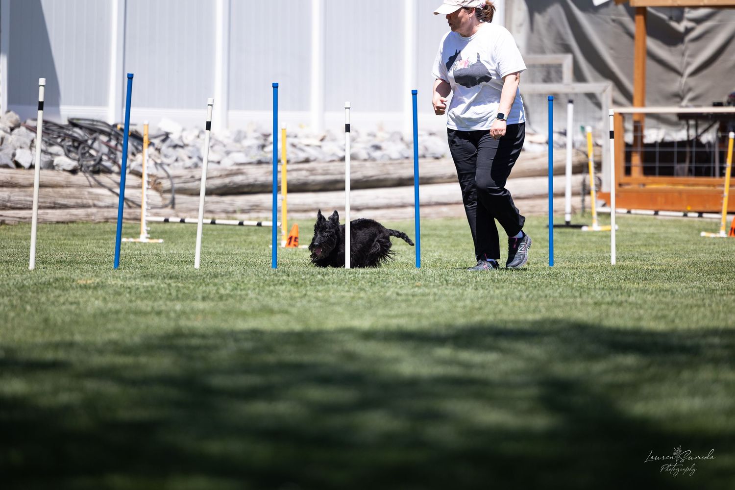 Dog agility course equipment arranged on grass with white fencing in the background.