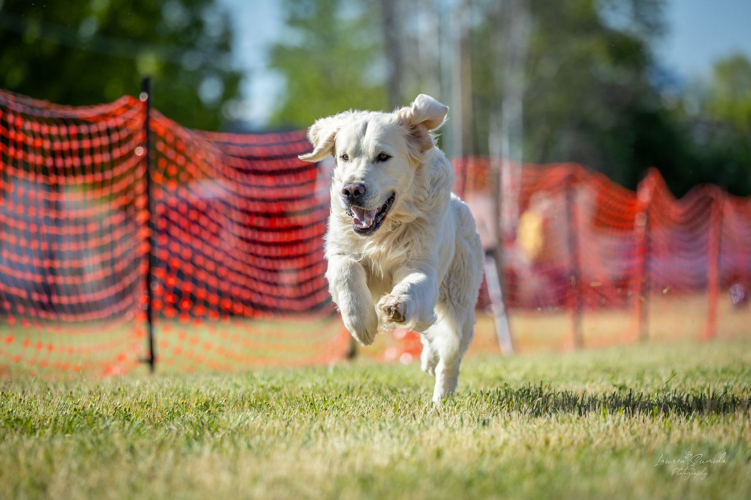 Dog running enthusiastically through a grassy field during an agility event.