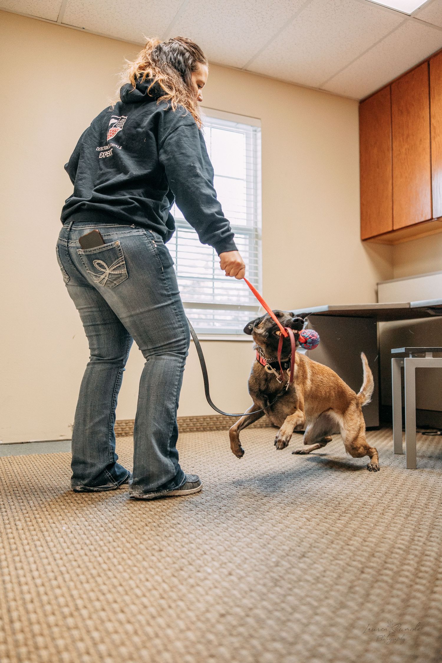 A dog participates in obedience training exercises on carpeted floor.