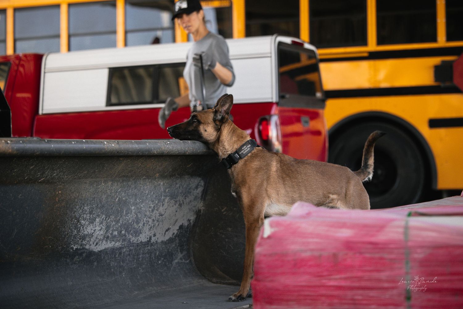 Belgian Malinois training between school buses in covered parking area.