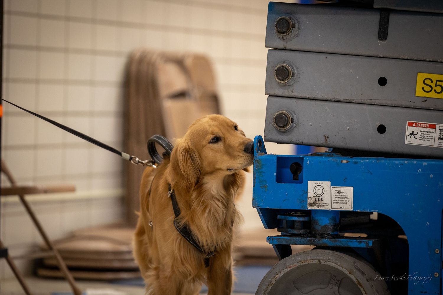 Dogs performing training exercises near blue industrial equipment.