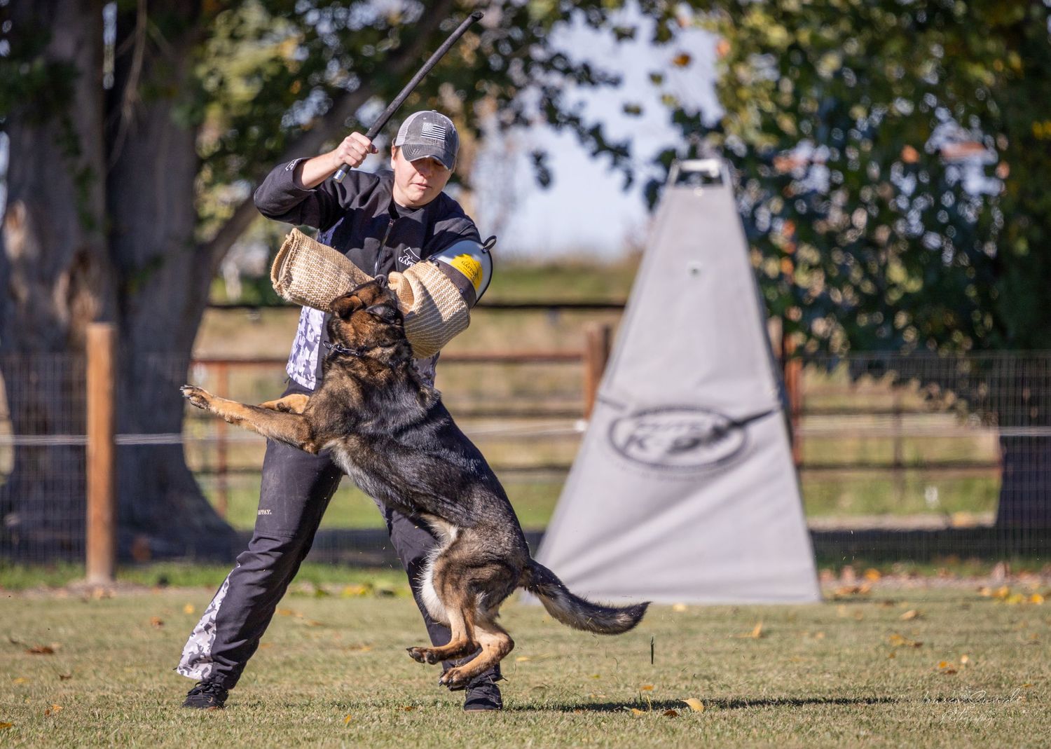 German Shepherd practicing bite work and protection training maneuvers on a field.