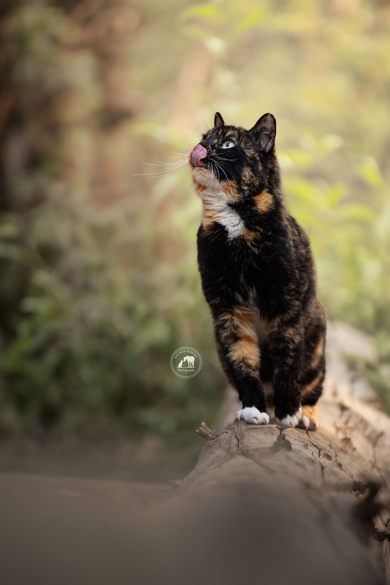 Tortoiseshell cat licking its nose while standing on a fallen log in a sunlit forest with a soft blurred green background.