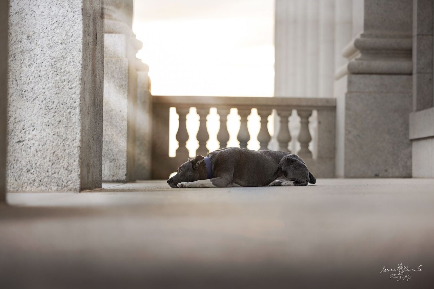 Dog resting on classical stone architecture with columns and balustrade.