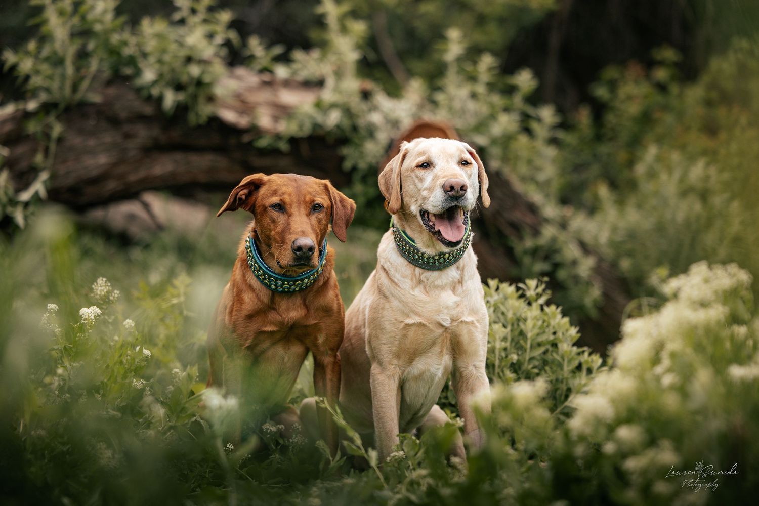 Brown and yellow Labrador dogs pose together in blooming wildflower meadow.
