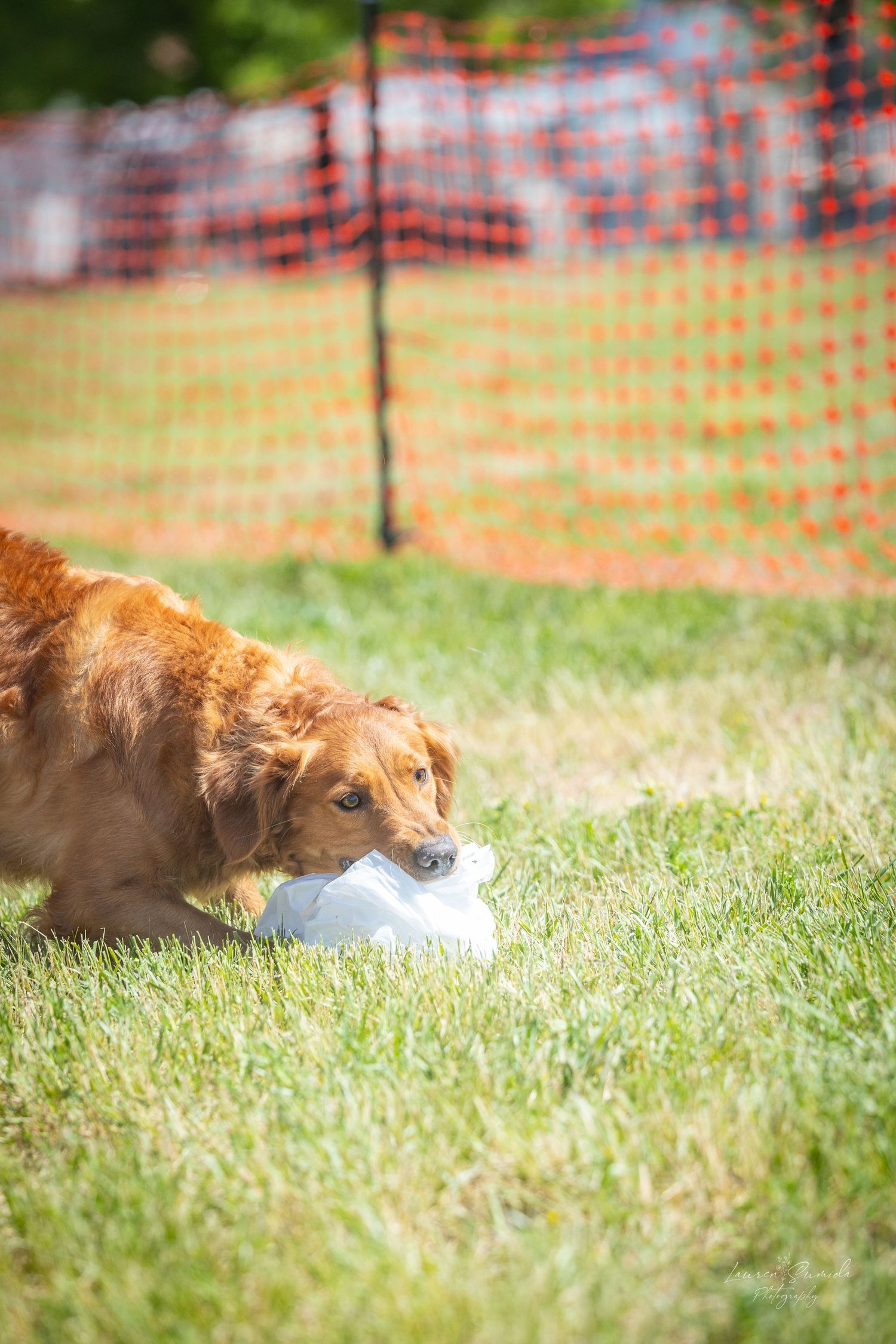 Golden retriever chasing lure across grassy field during racing event.