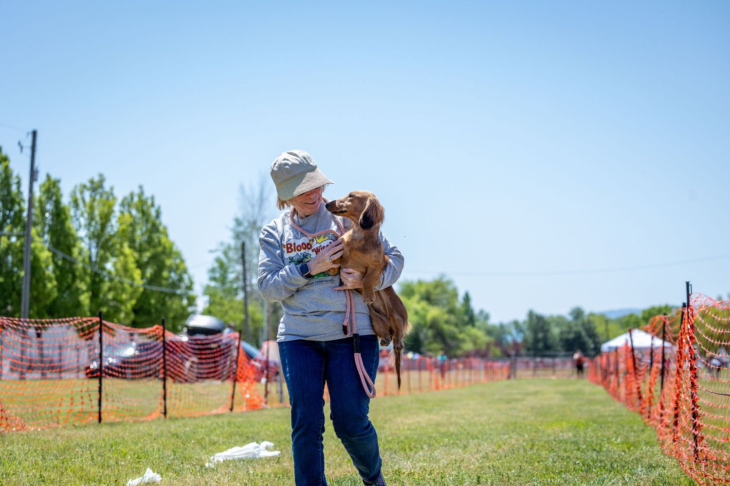 A dog runs through a grassy field course with orange safety fencing during a lure coursing competition.
