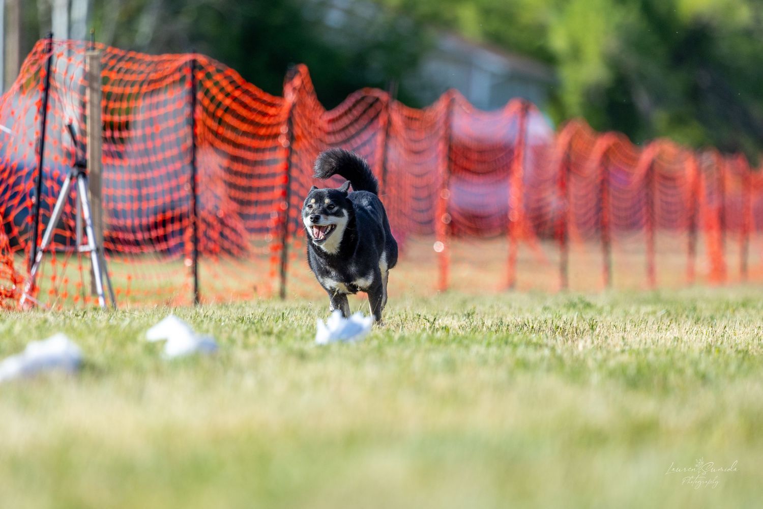 Black and white spotted dog racing past orange mesh fencing in an outdoor competition.