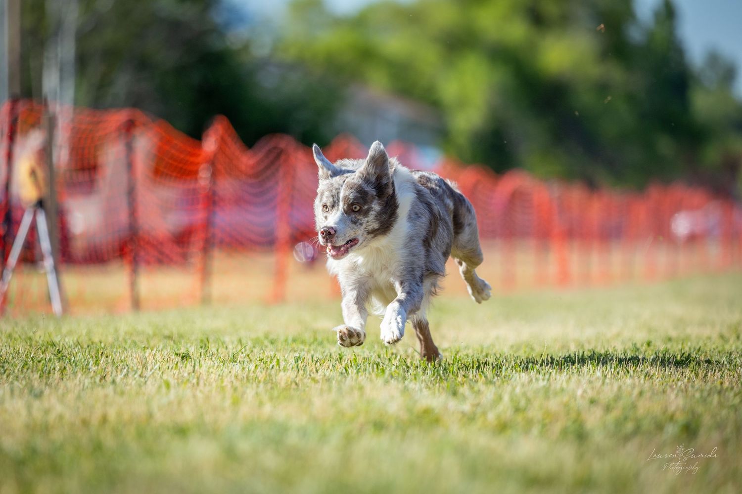 Dog participating in outdoor agility training with orange safety fence visible in background.