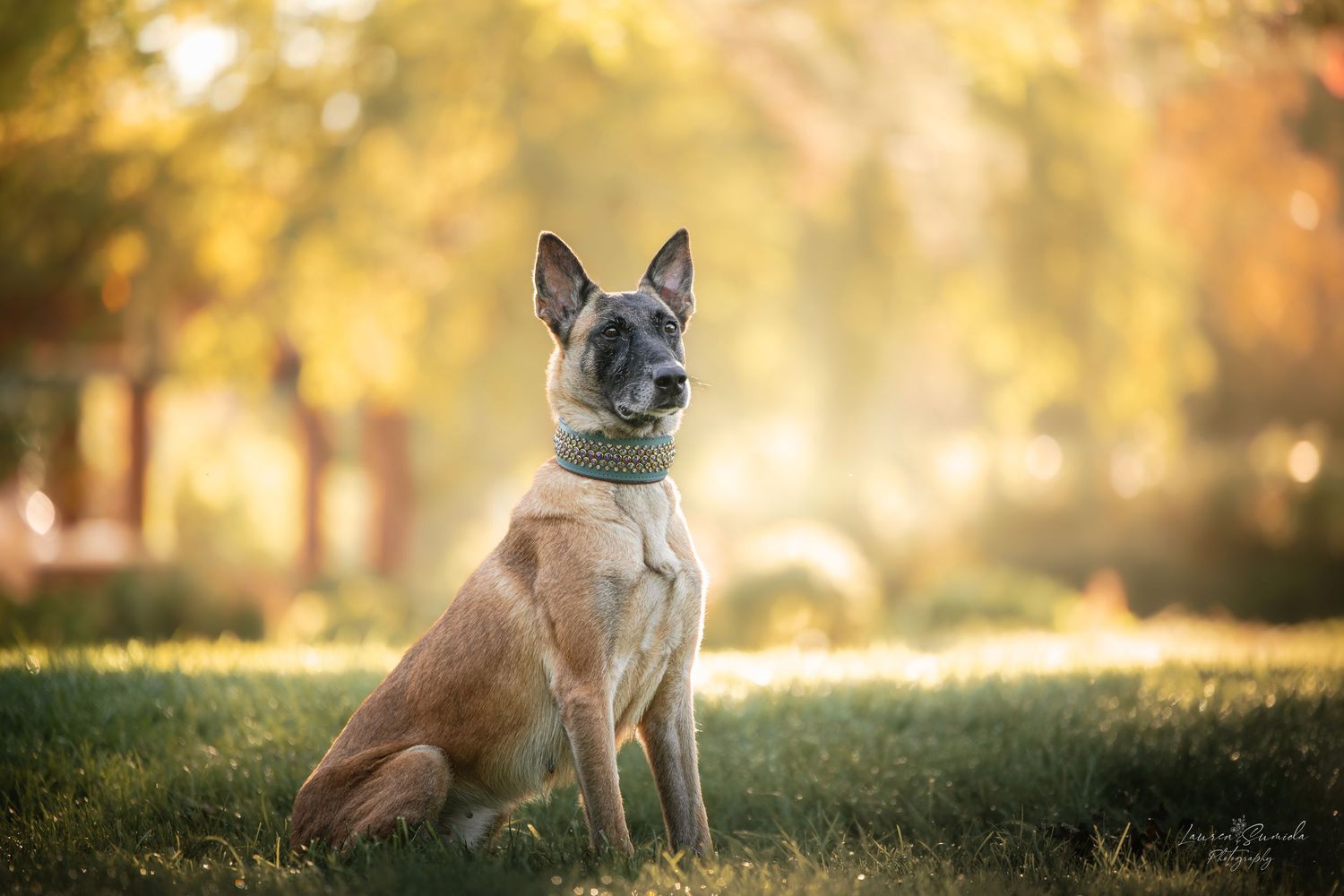 Belgian Malinois sitting attentively in grass during golden hour.