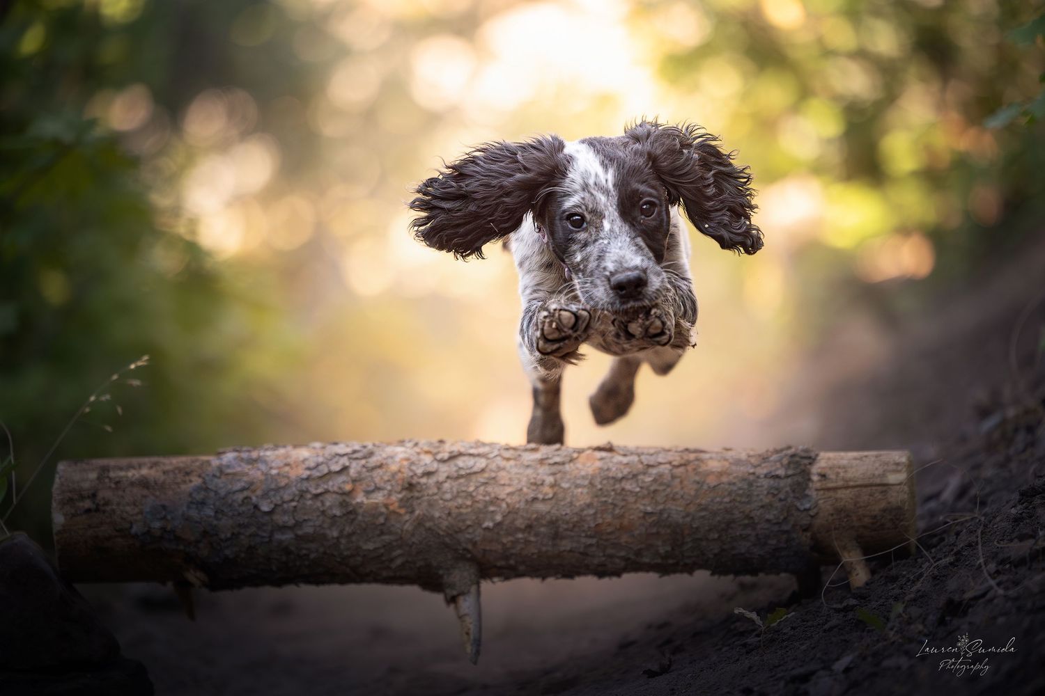 Dog jumping over log with ears flapping in golden sunlight.