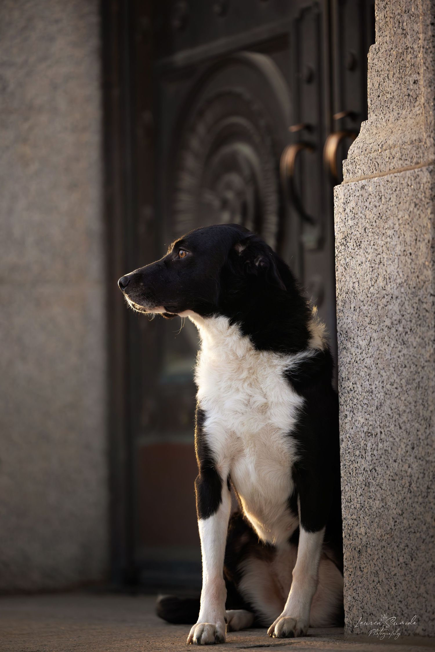Black and white cat walking behind stone pillars in an architectural setting.