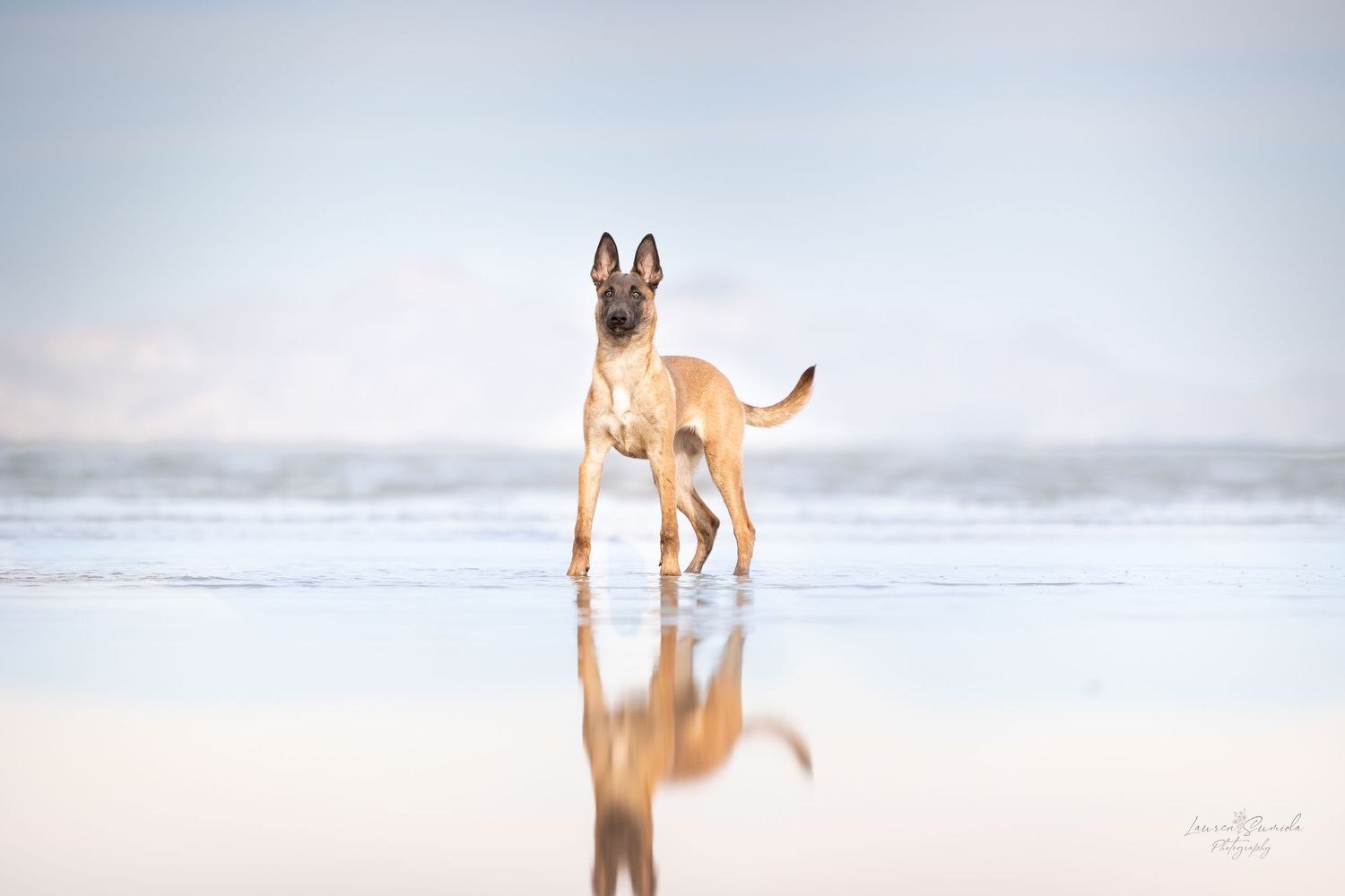 Belgian Malinois dogs standing on white sandy beach at sunrise.