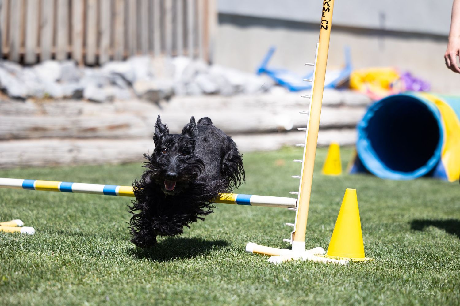 Dog navigating through yellow and blue agility course equipment during competition.