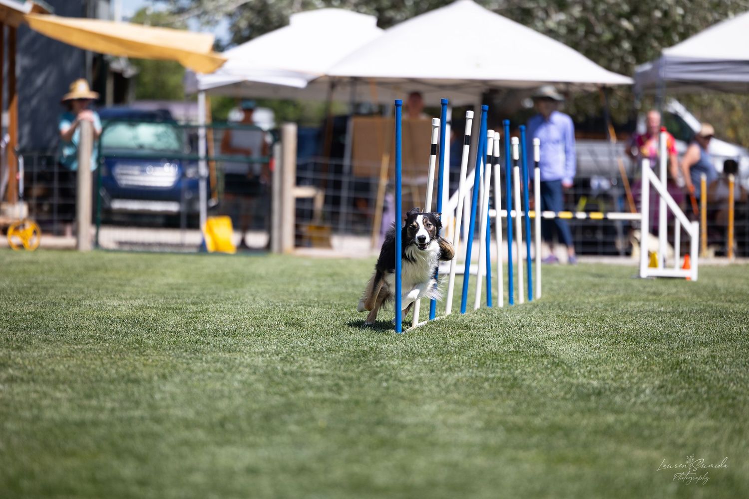Border collie navigating blue weave poles during outdoor agility competition.