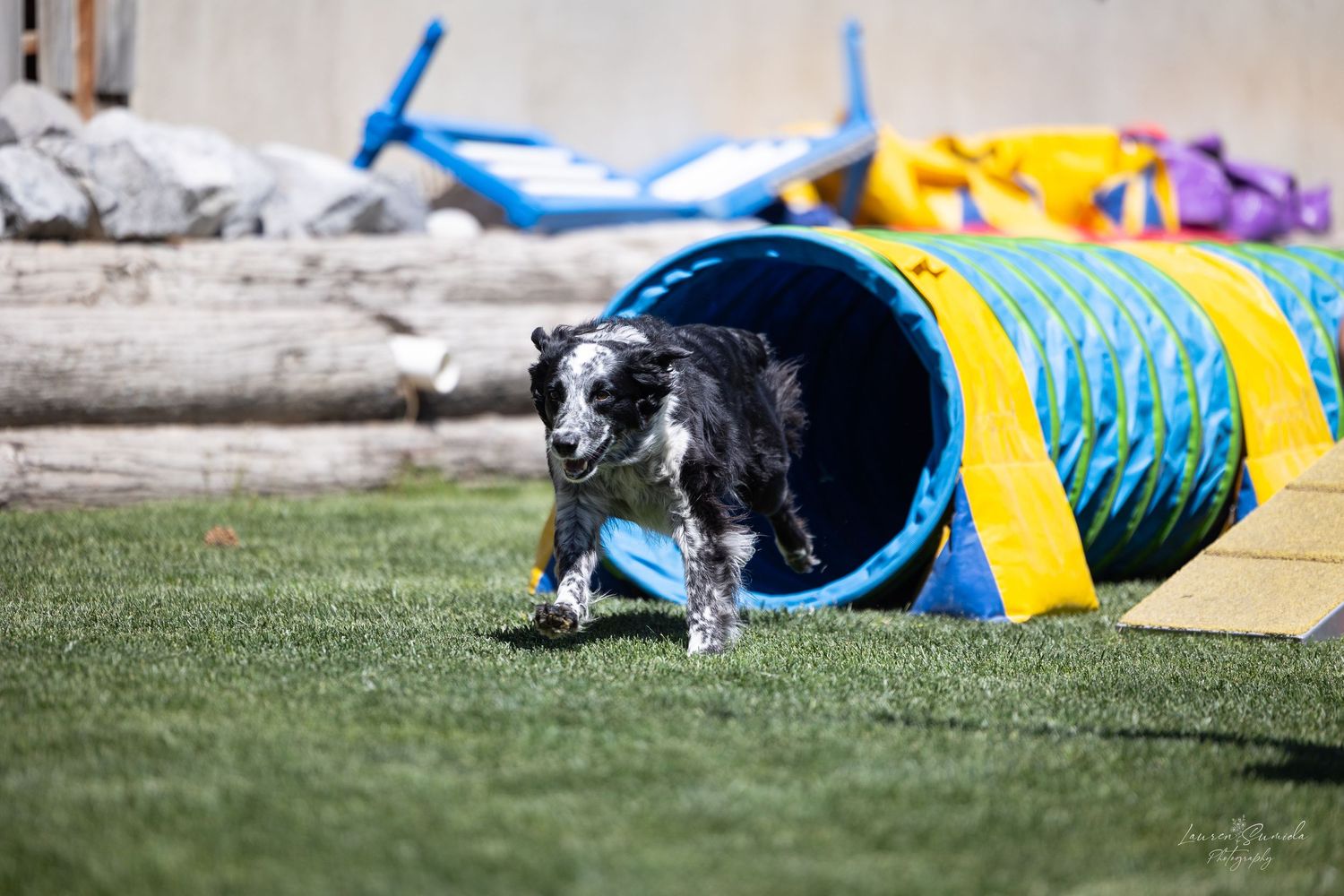 Dog completing tunnel obstacle during agility course run.