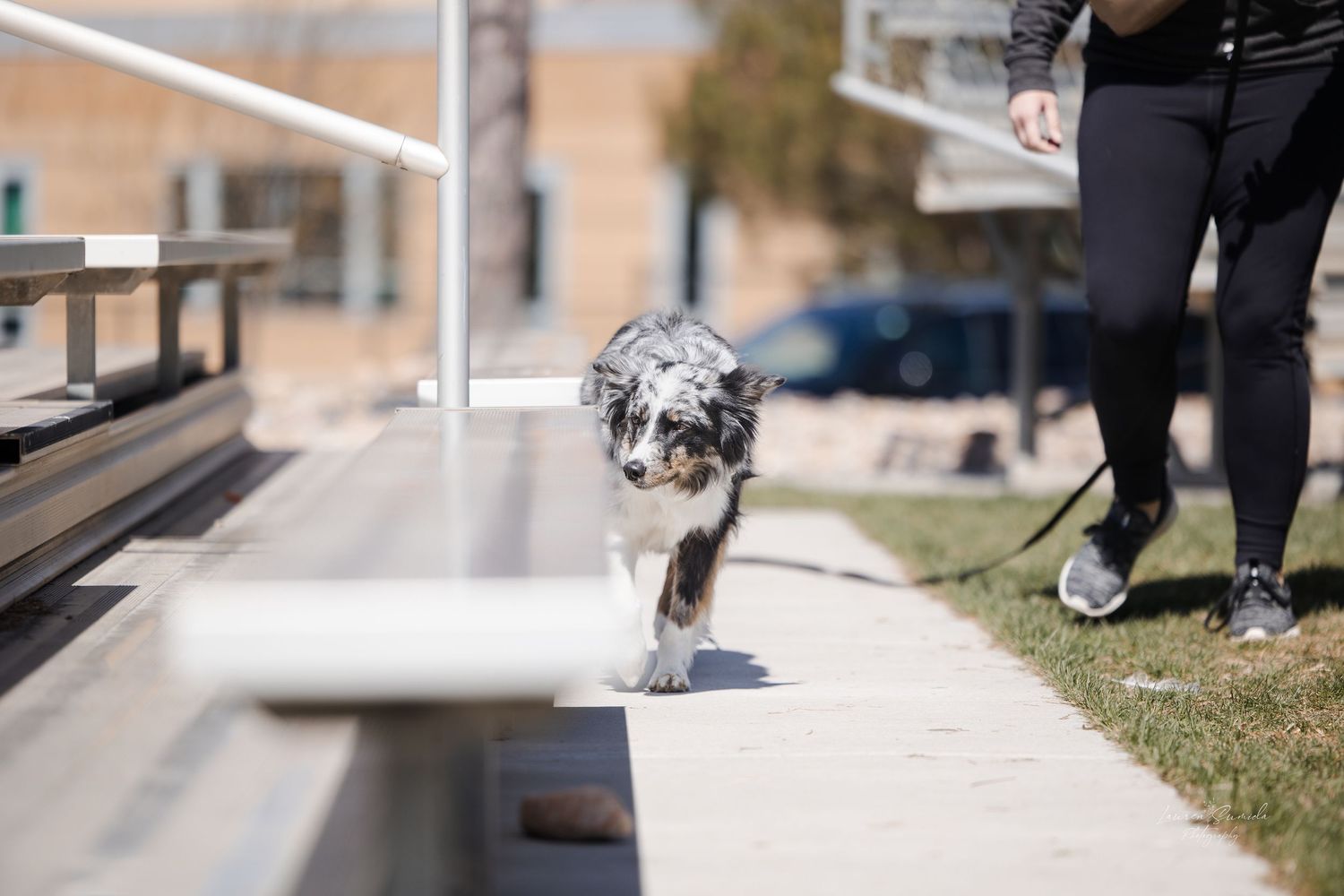 A dog runs through an agility course with white poles and obstacles.