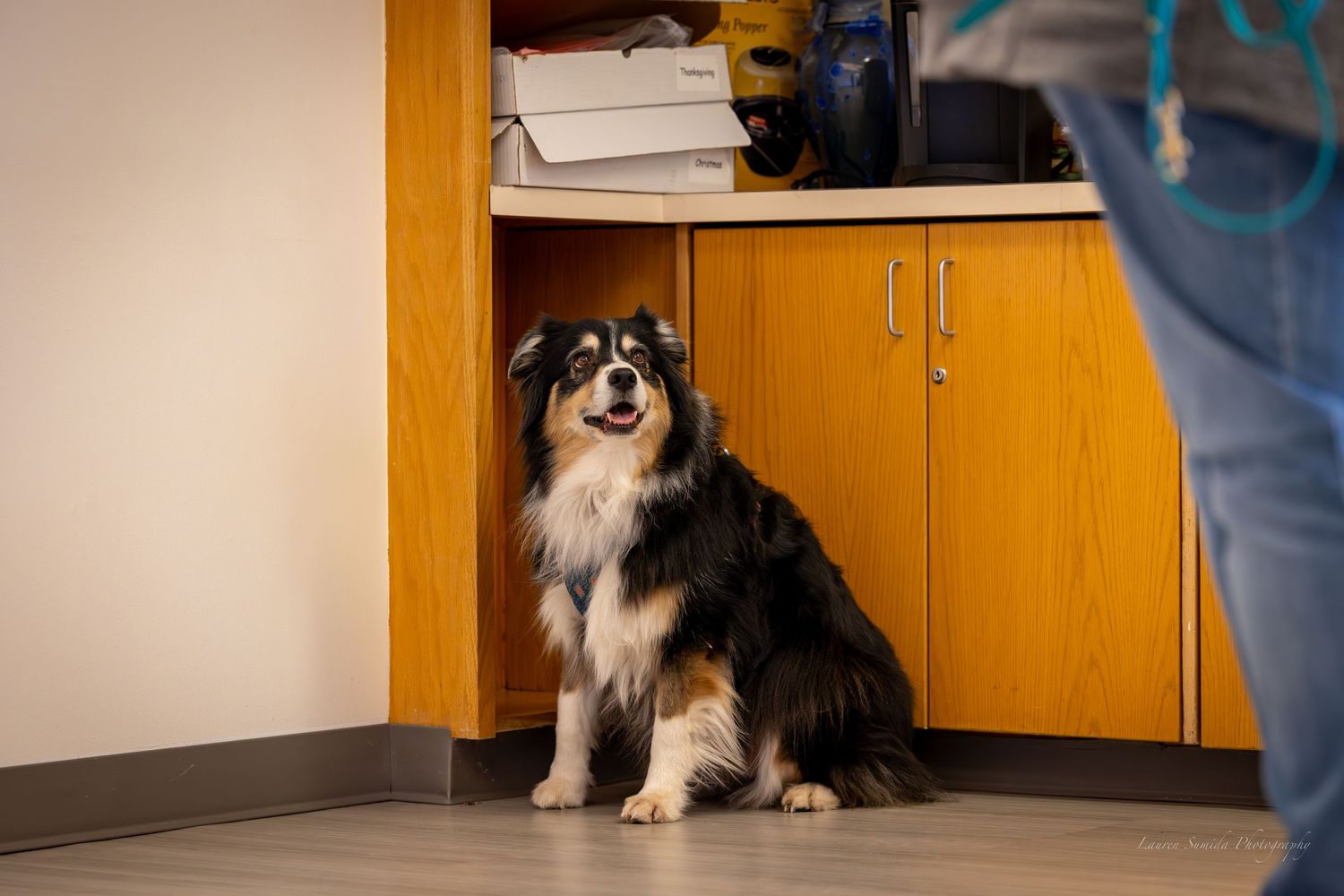 A Sheltie dog stands attentively in a hallway with orange cabinets.