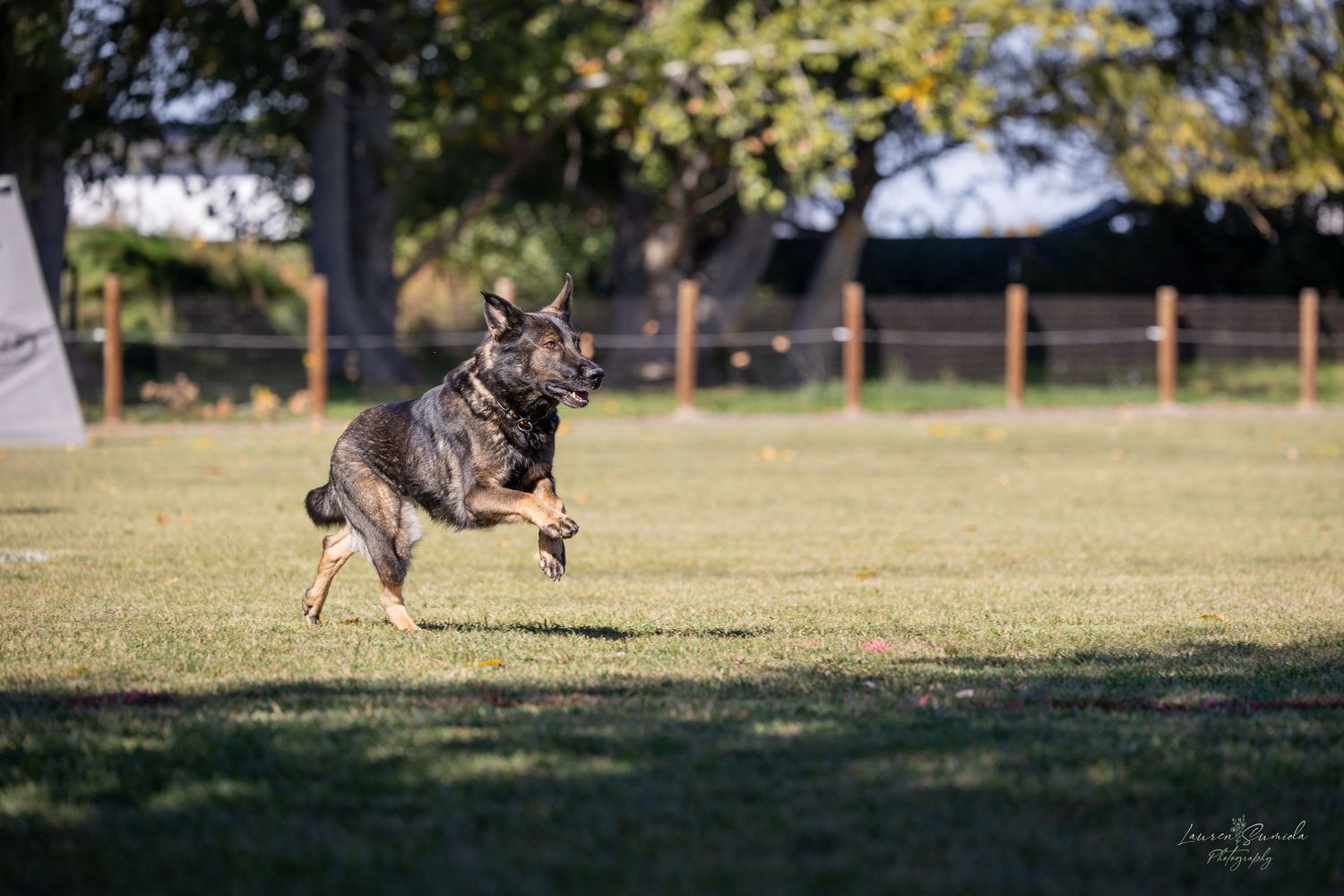 German Shepherd dog runs through a grassy field during training exercises.