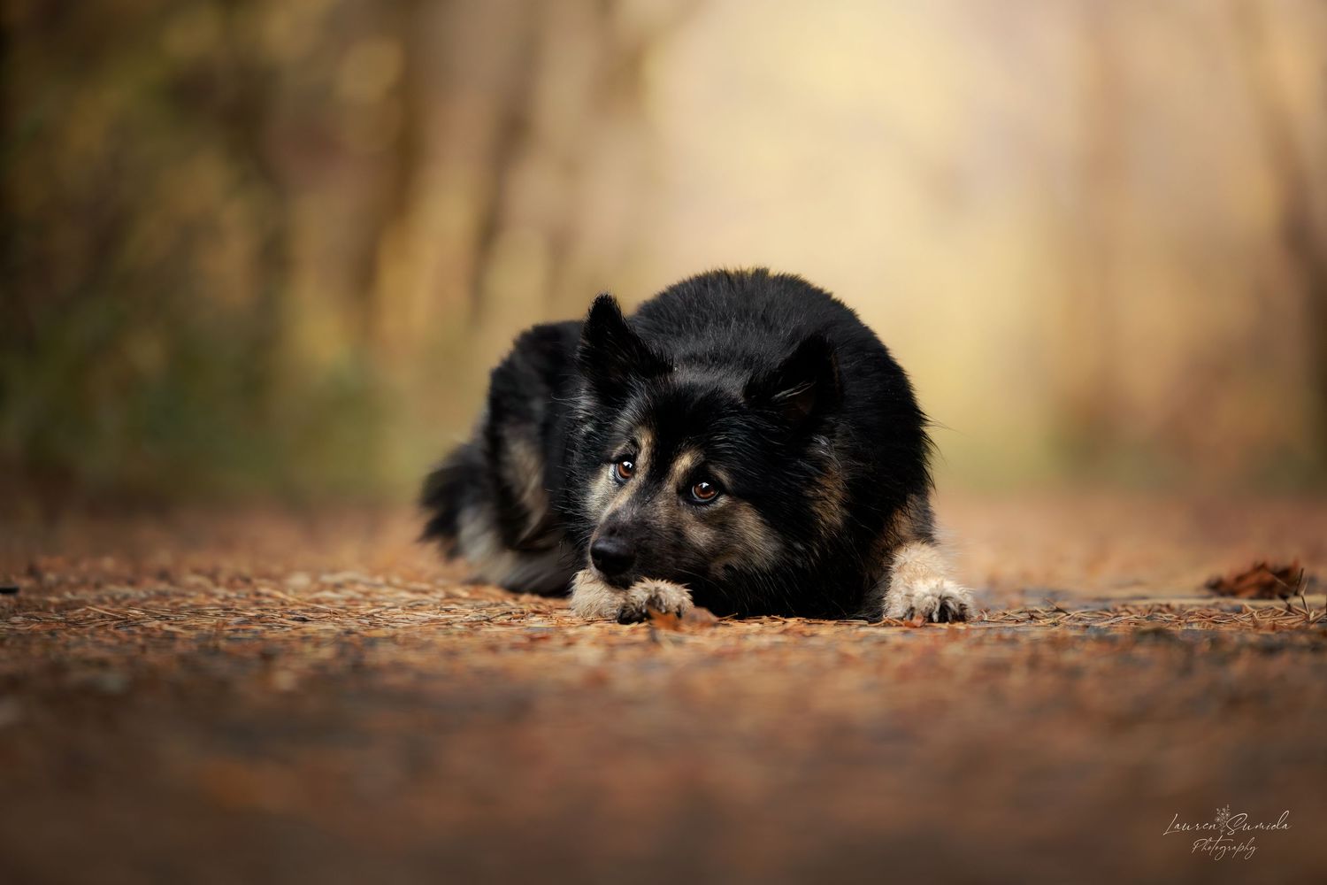 Finnish Lapphund dog lying down on ground covered with autumn leaves in soft lighting.