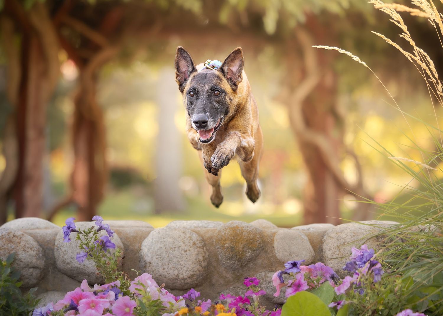 Belgian Malinois leaping over rocks with purple flowers in foreground.