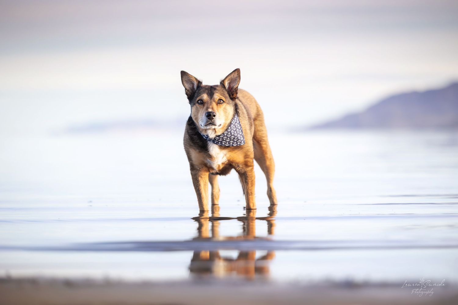 Belgian Malinois dog standing in shallow water at the beach.