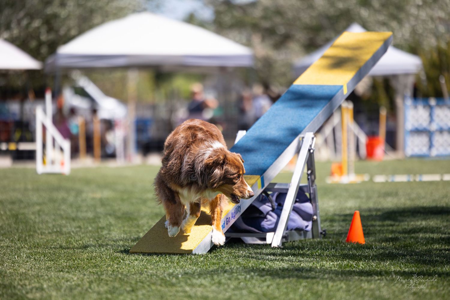 Dog descending blue and yellow seesaw ramp at outdoor agility event.