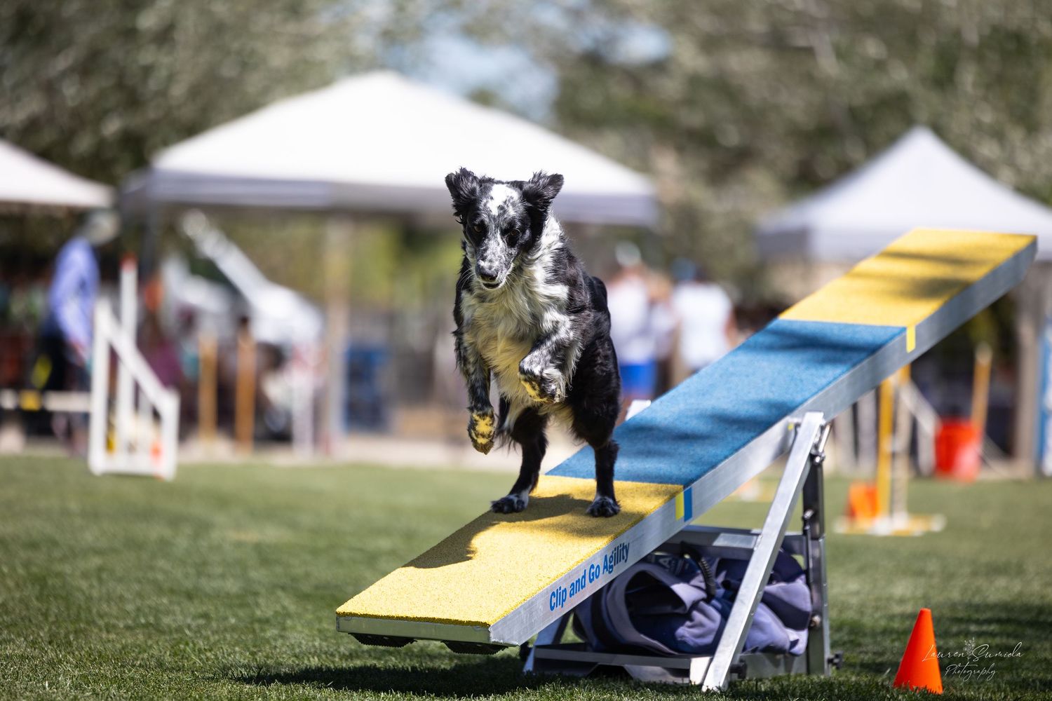 Border Collie leaping off yellow and blue dog agility equipment at outdoor event.