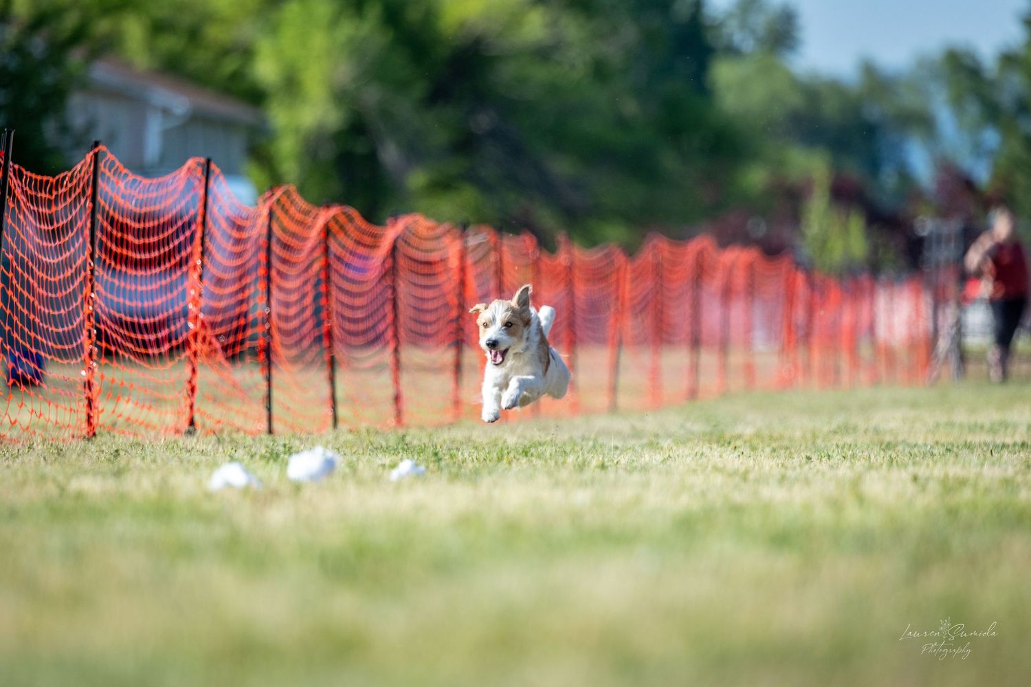 Dalmatian racing through a grass course with orange mesh barriers on a sunny day.