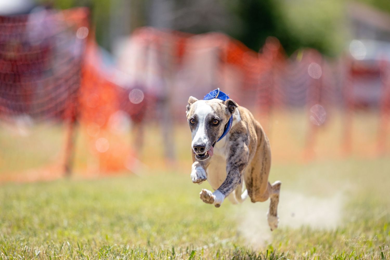 Athletic dogs sprint across a green field chasing a mechanical lure during a racing event.