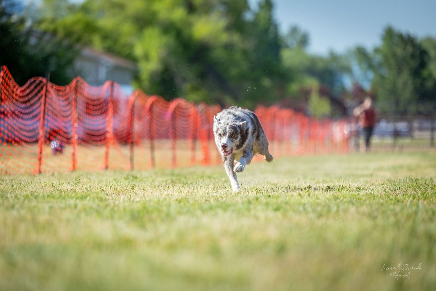 Dog sprinting through an outdoor training course on a sunny day.