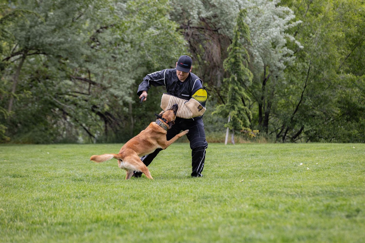 Police dog performs bite training exercise with handler in protective gear on grassy field.