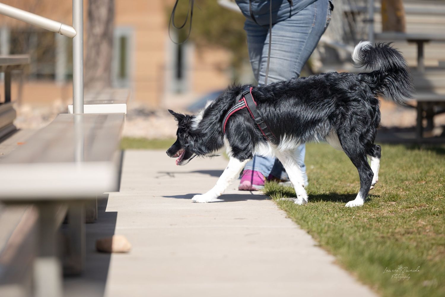 Dogs running through an outdoor training course on grass.