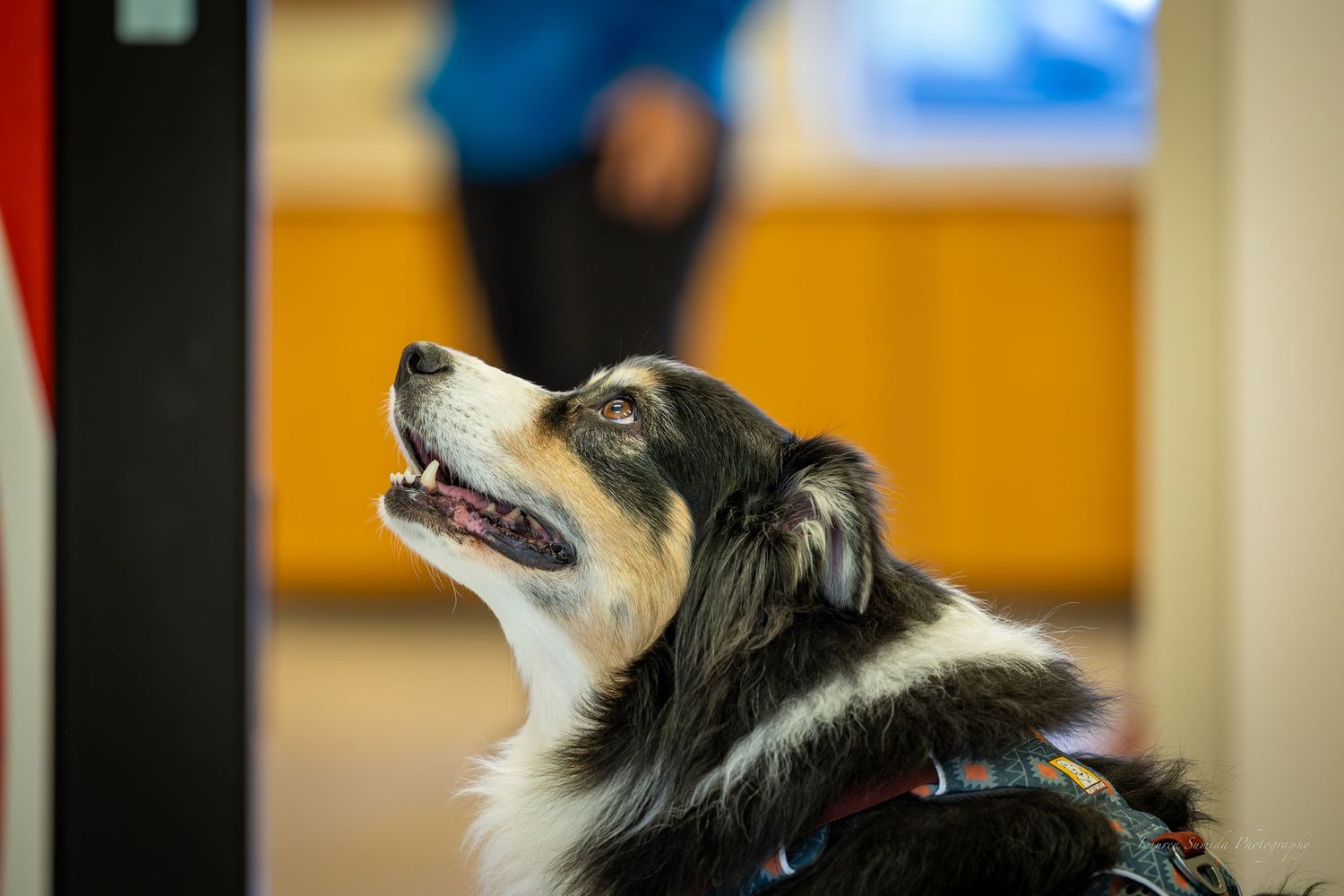 A Sheltie dog looking upward in a bright indoor space.