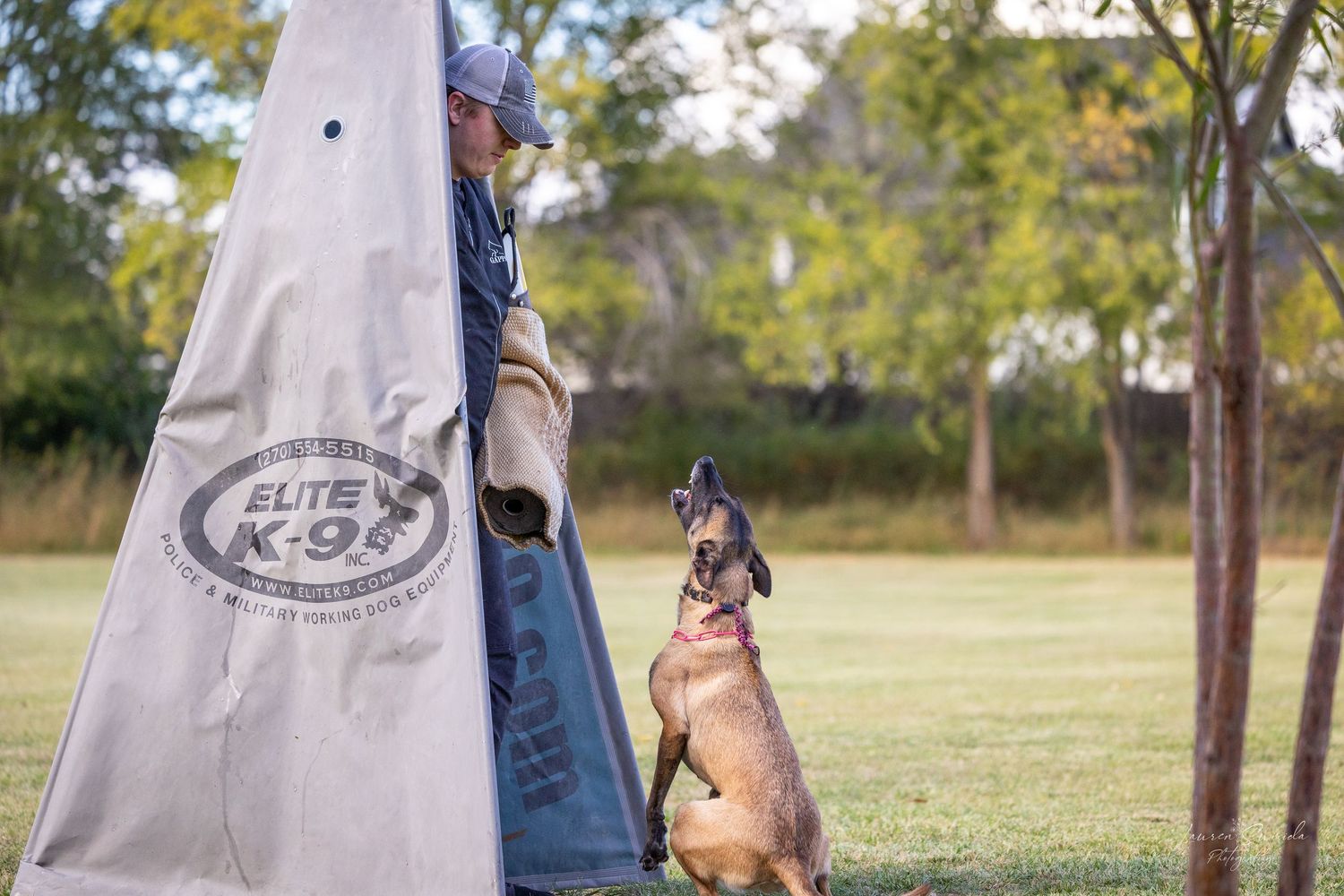 A dog stands attentively looking up at training equipment in an outdoor grassy field.