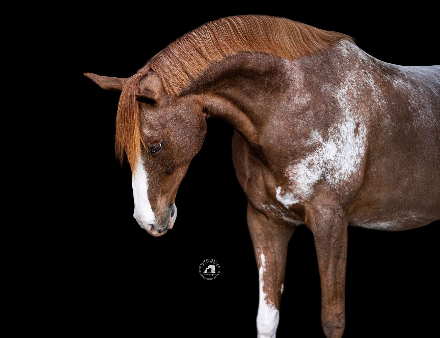 Artistic portrait series of a brown horse with white markings on dark background.