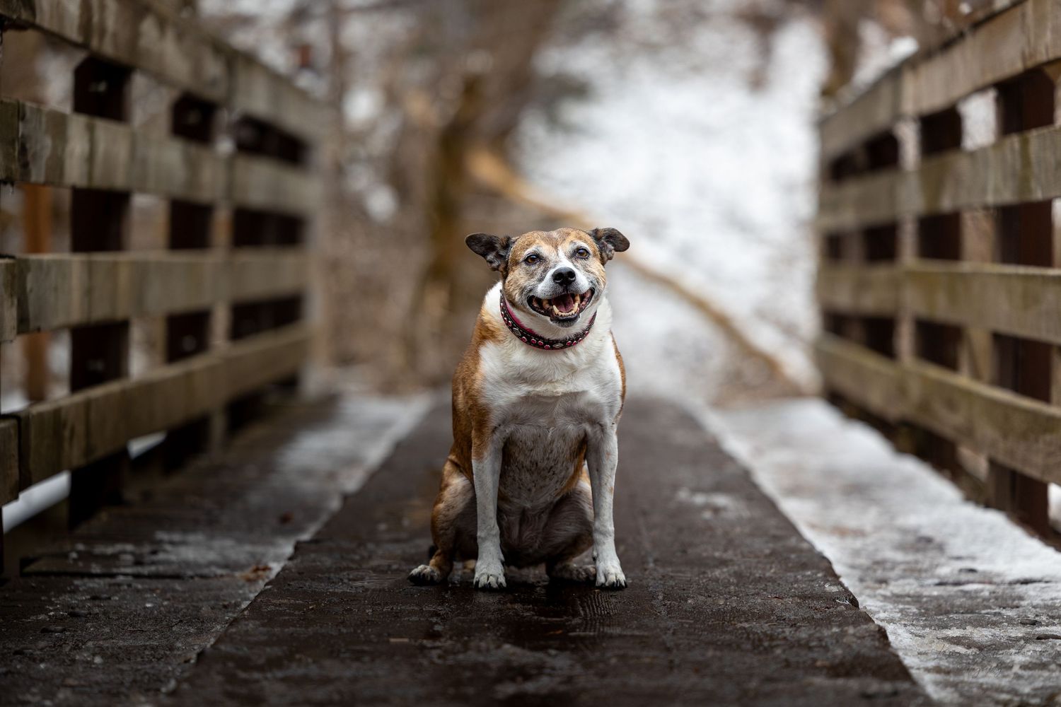 Small brown and white dog walking along a wooden boardwalk with dramatic lighting and perspective.