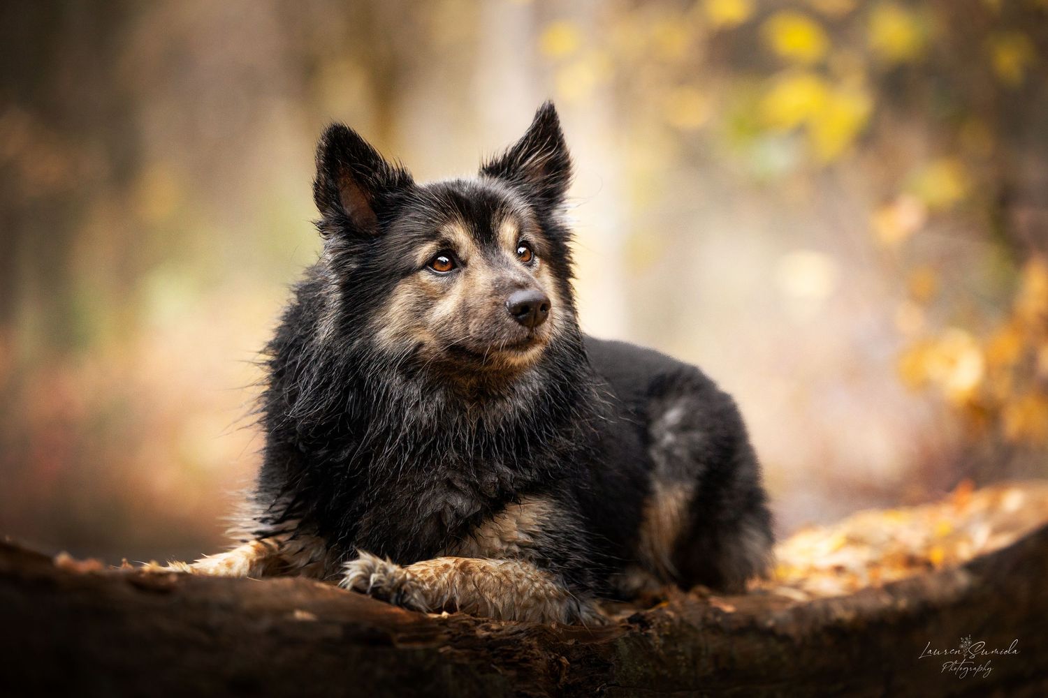 Beautiful Finnish Lapphund resting on forest ground with golden bokeh background.