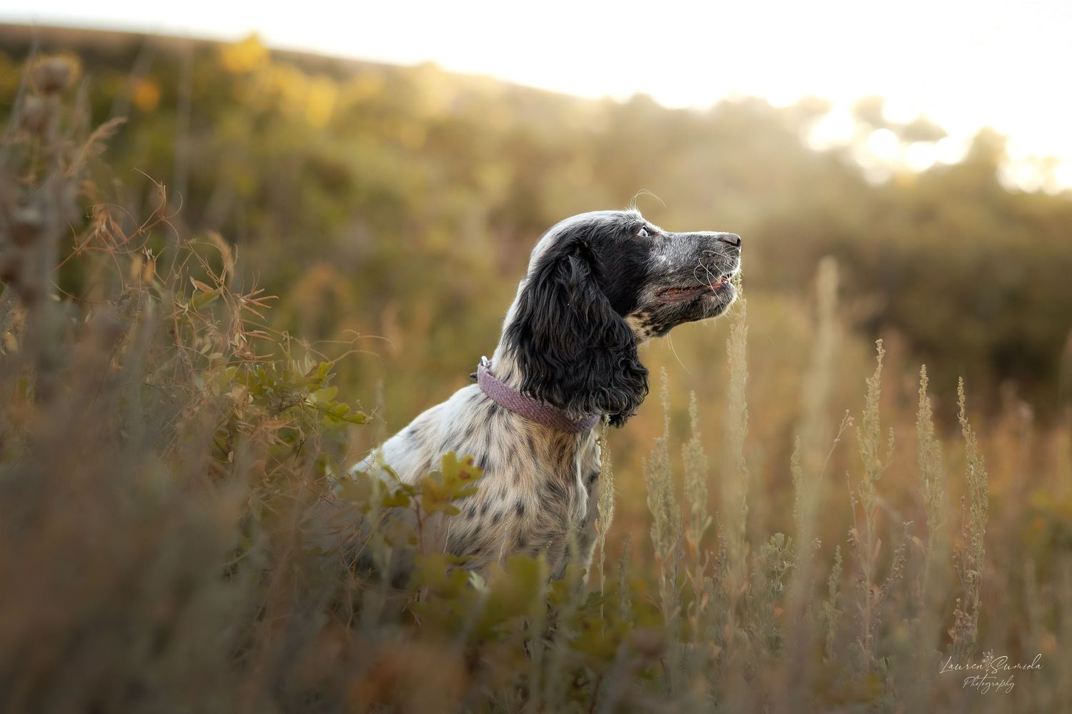 Dogs running through autumn field with beautiful golden light in background.