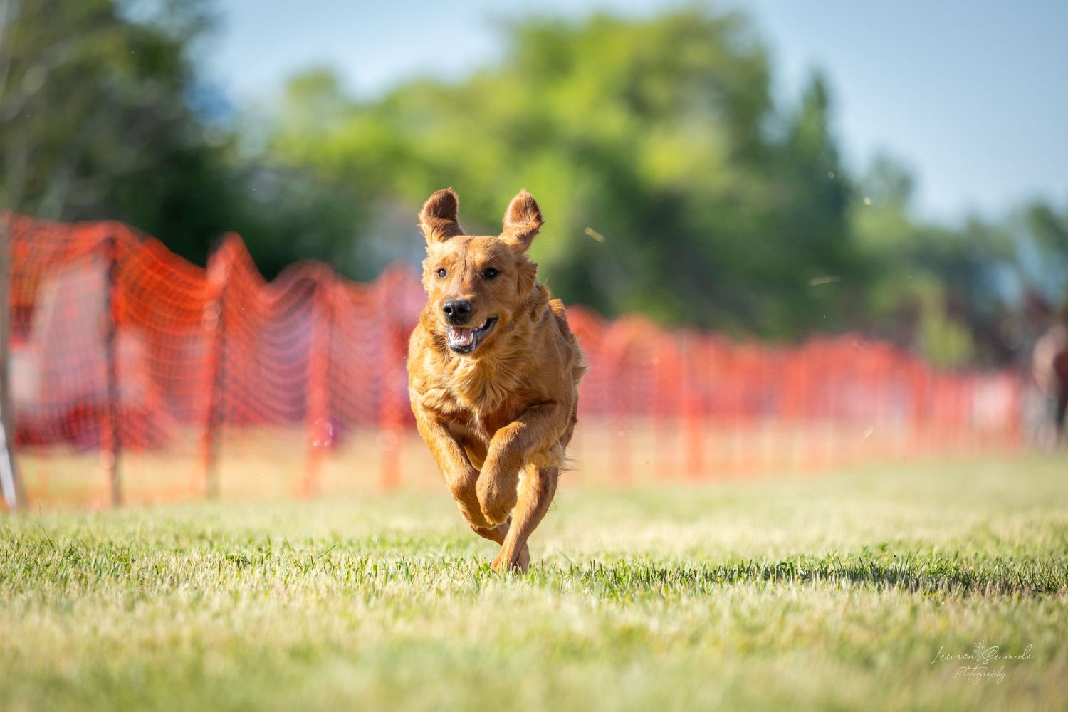 Happy golden dog running at full speed with ears flapping in the wind.